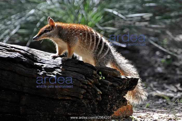 : Numbat / Banded Anteater / Marsupial Anteater : Numbat / Banded Anteater / Marsupial Anteater