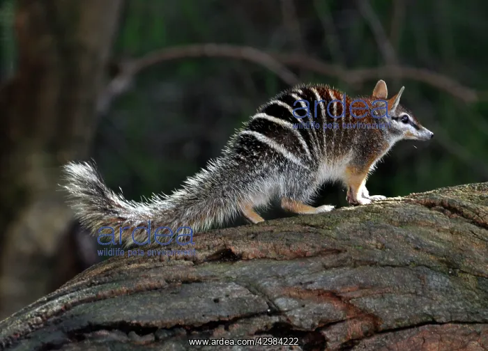  : Numbat /  Banded Anteater  /  Marsupial Anteater