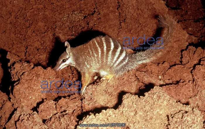 : Numbat - Eating termites : Numbat - Eating termites