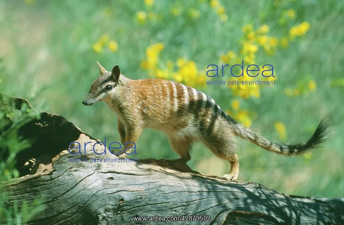 : NUMBAT - ON FALLEN TREE : NUMBAT - ON FALLEN TREE