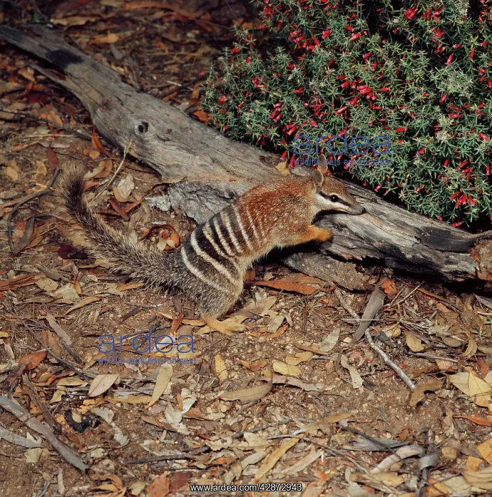 : Numbat - amongst leaf litterS : Numbat - amongst leaf litterS