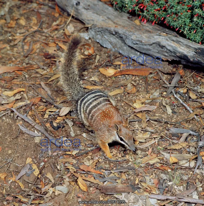 : Numbat - amongst leaf litterS : Numbat - amongst leaf litterS