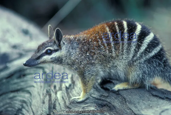  : Numbat - Marsupial