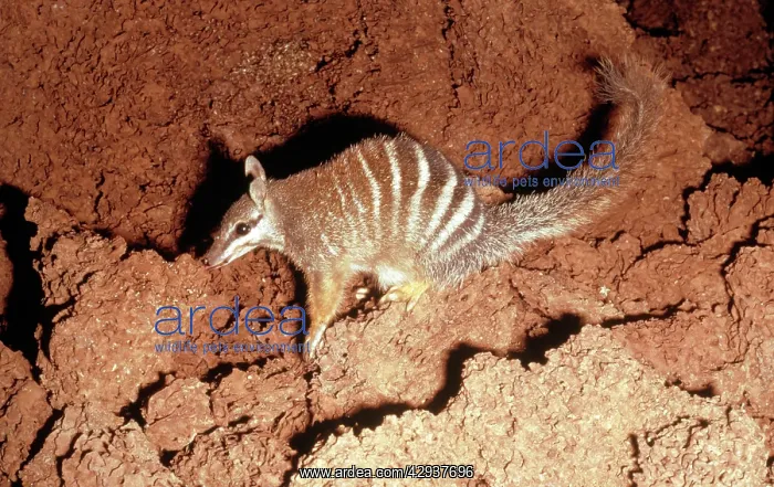  : Numbat (Myrmecobius fasciatus) eating termites