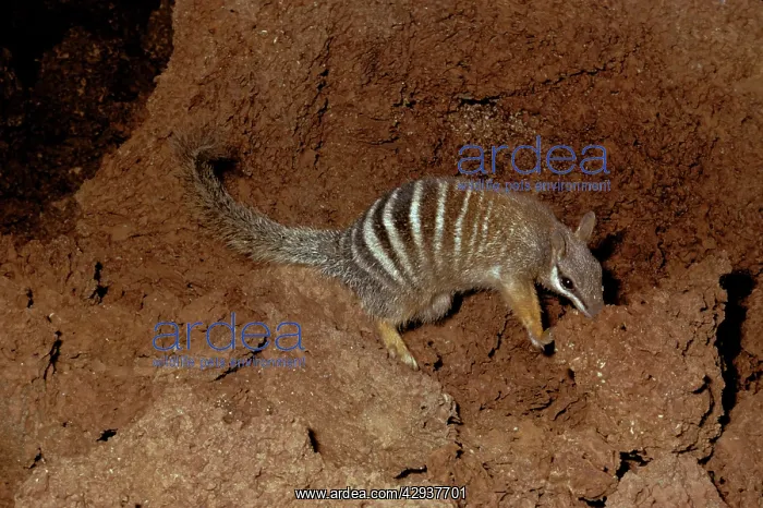 : Numbat (Myrmecobius fasciatus) at termite mound : Numbat (Myrmecobius fasciatus) at termite mound