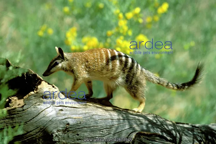 : Numbat (Myrmecobius fasciatus) walking on fallen tree : Numbat (Myrmecobius fasciatus) walking on fallen tree