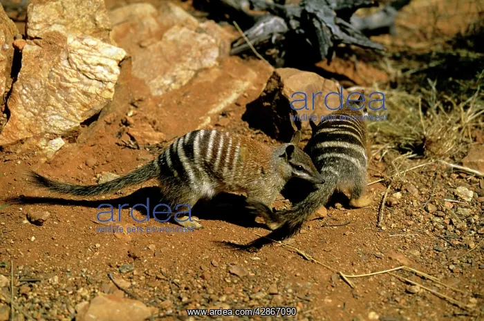 : Numbat - Perup Forest : Numbat - Perup Forest