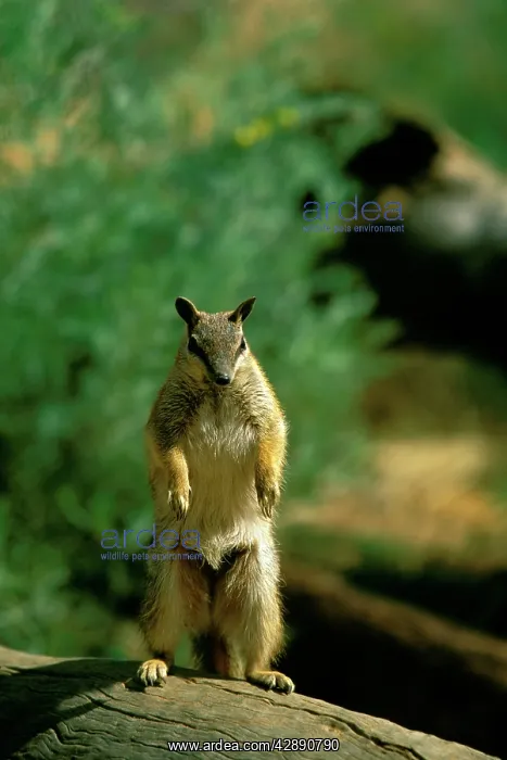 : Numbat - Standing on hind legs : Numbat - Standing on hind legs