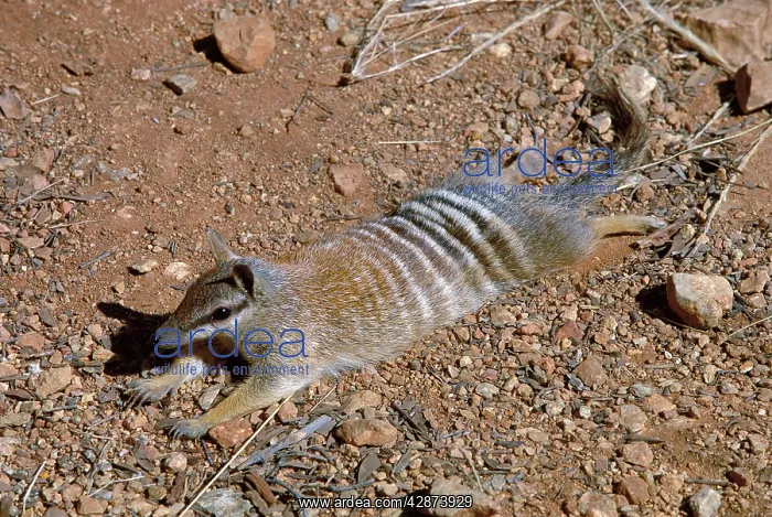 : Numbat - Sunning itself : Numbat - Sunning itself