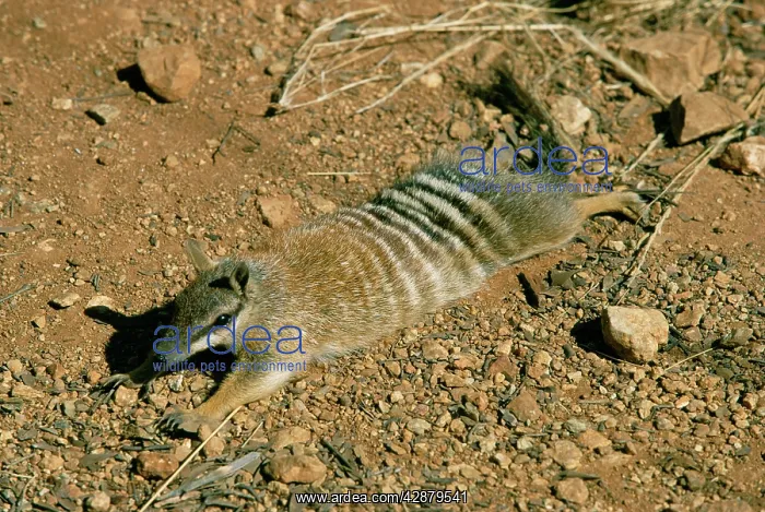 : NUMBAT - SUNNING ITSELF : NUMBAT - SUNNING ITSELF