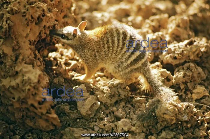 : Numbat - At termite mound : Numbat - At termite mound
