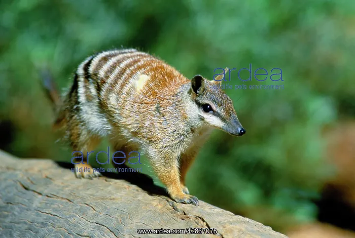: Numbat - Walking on log : Numbat - Walking on log