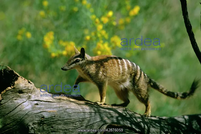 : Numbat - walking on log : Numbat - walking on log