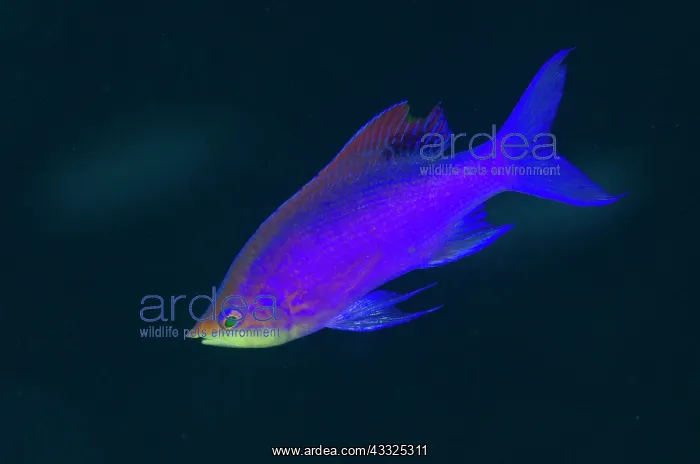 : Nuptial male Purple Anthias - Gorango Kecil dive : Nuptial male Purple Anthias - Gorango Kecil dive