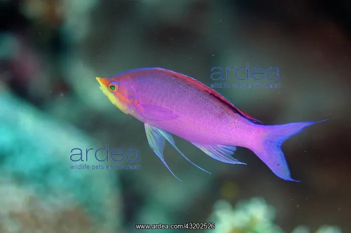 : Nuptial male Purple Anthias - Karang Barasadi dive : Nuptial male Purple Anthias - Karang Barasadi dive