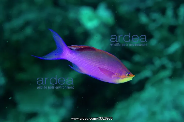 : Nuptial male Purple Anthias - Pasir Tidore dive : Nuptial male Purple Anthias - Pasir Tidore dive
