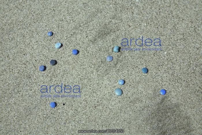 : Nurdles on the Beach : Nurdles on the Beach