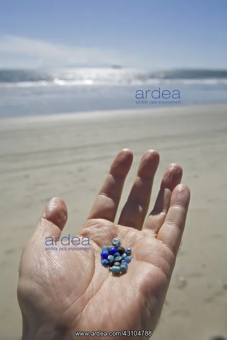 : Nurdles on the Beach : Nurdles on the Beach