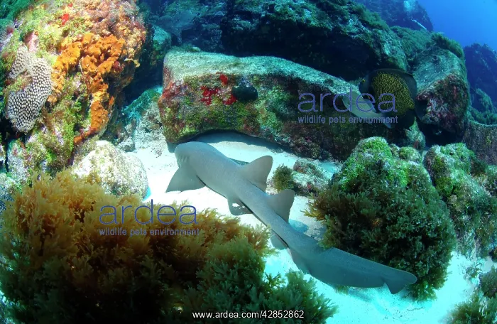 : Nurse Shark : Nurse Shark