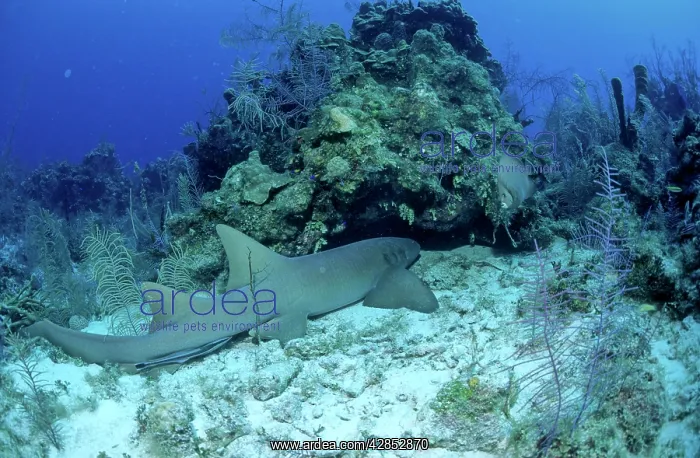 : Nurse Shark : Nurse Shark