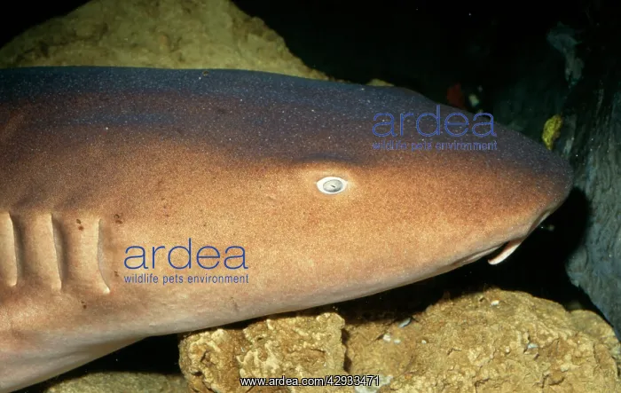  : Nurse Shark