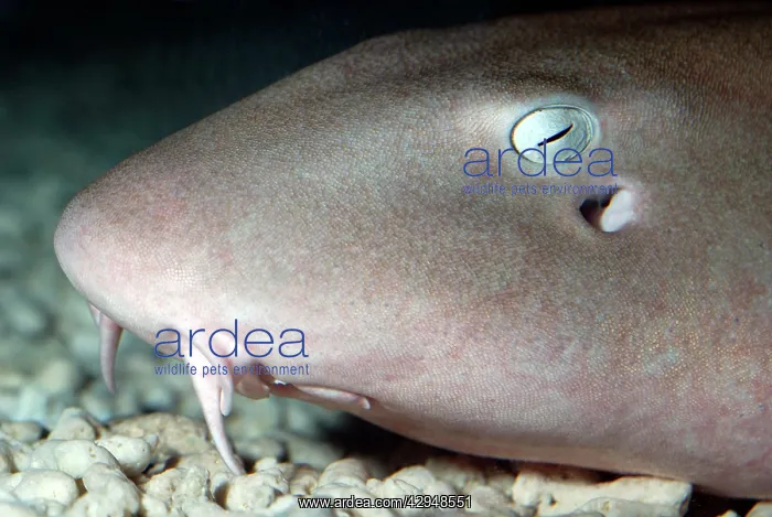 : Nurse Shark : Nurse Shark