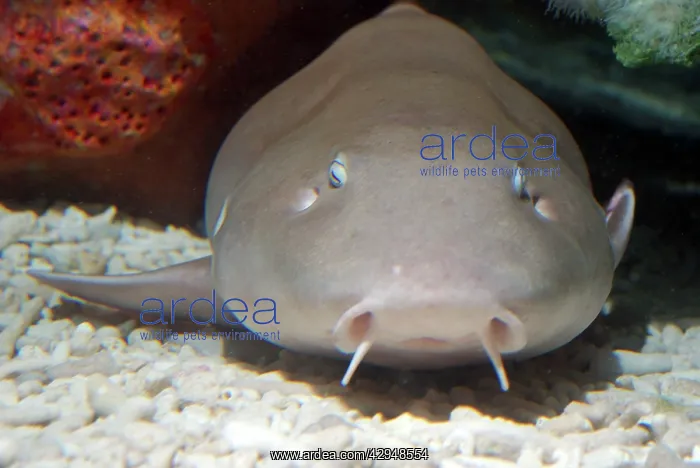 : Nurse Shark : Nurse Shark