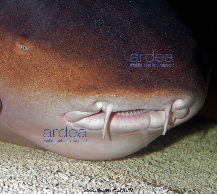 : Nurse Shark : Nurse Shark