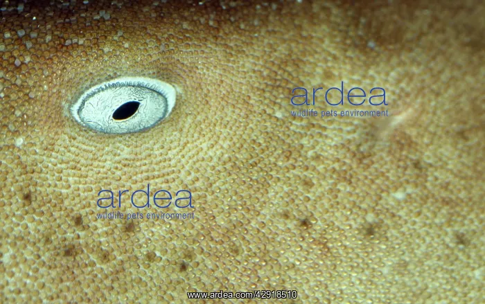  : NURSE SHARK - C / U SKIN AND EYE, blind