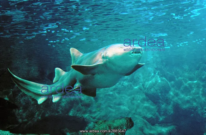 : Nurse Shark - pregnant underwater : Nurse Shark - pregnant underwater