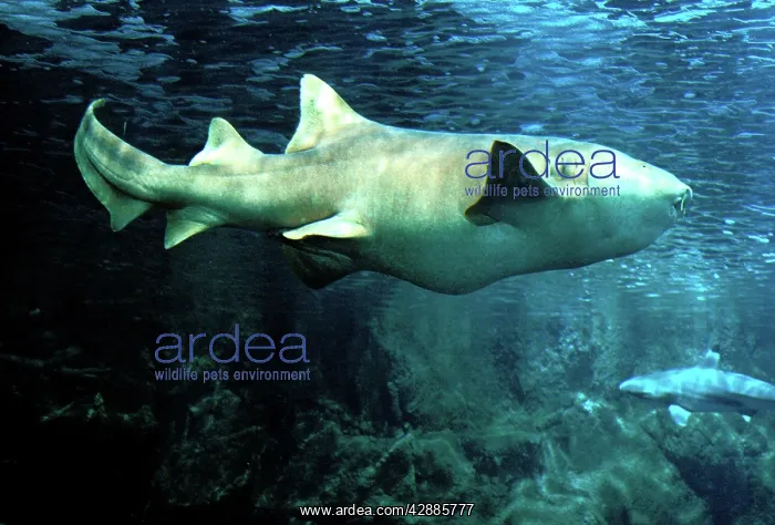 : Nurse Shark - pregnant underwater : Nurse Shark - pregnant underwater