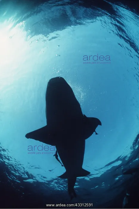: Nurse Shark or Tawny Shark : Nurse Shark or Tawny Shark