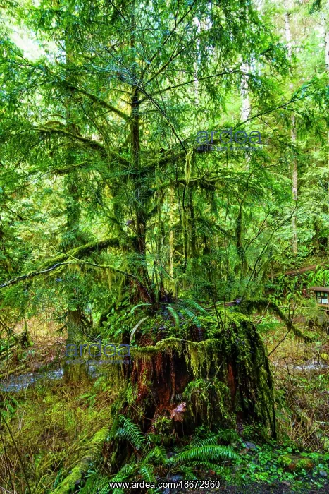 : Nurse tree, Western red cedars growing out of old growth : Nurse tree, Western red cedars growing out of old growth