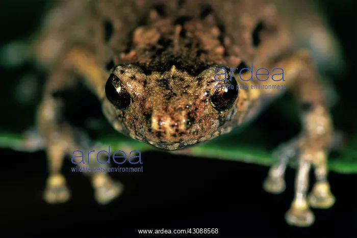 : Nursery Frog (Cophixalus ornatus), Australia : Nursery Frog (Cophixalus ornatus), Australia