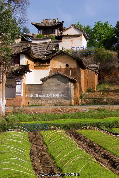 : Nursery rice plants, Shaxi, Yunan, China : Nursery rice plants, Shaxi, Yunan, China