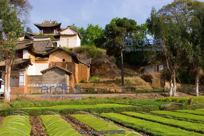 : Nursery rice plants, Shaxi, Yunan, China : Nursery rice plants, Shaxi, Yunan, China