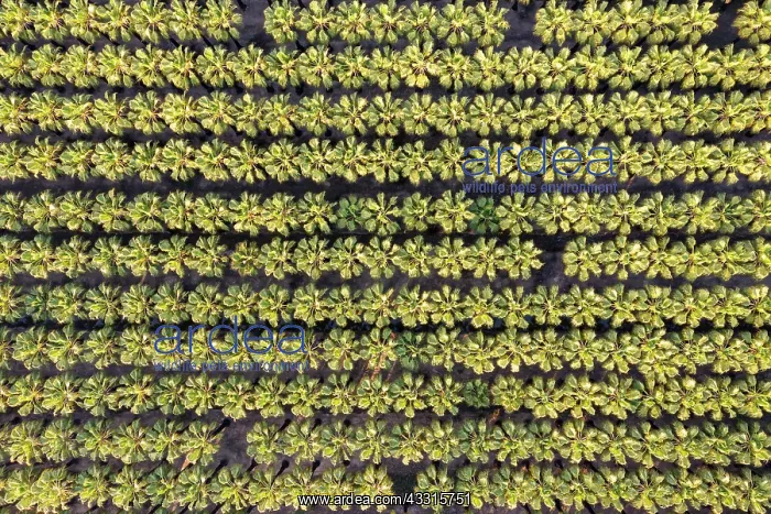  : Nursery with rows of cultivated Desert Fan Palms