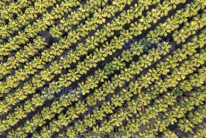 : Nursery with rows of cultivated Desert Fan Palms : Nursery with rows of cultivated Desert Fan Palms
