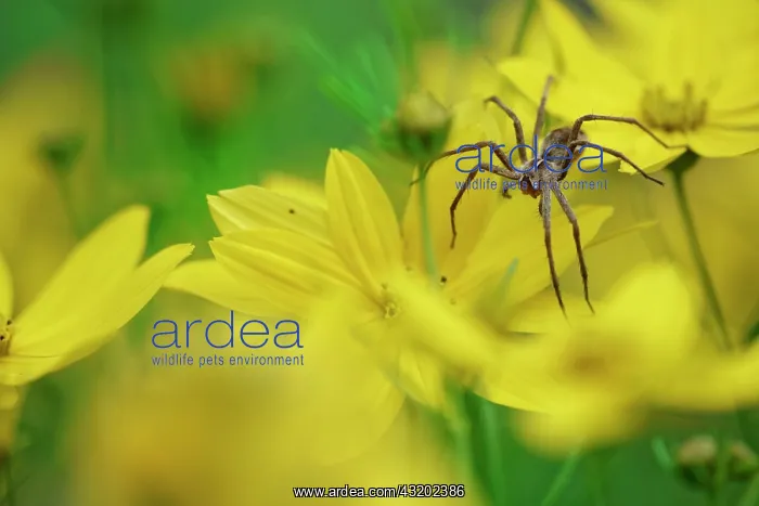 : Nursery spider (Pisaura mirabilis) on tick seed : Nursery spider (Pisaura mirabilis) on tick seed