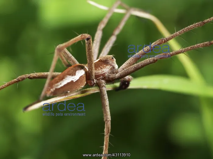 : Nursery Web Spider : Nursery Web Spider