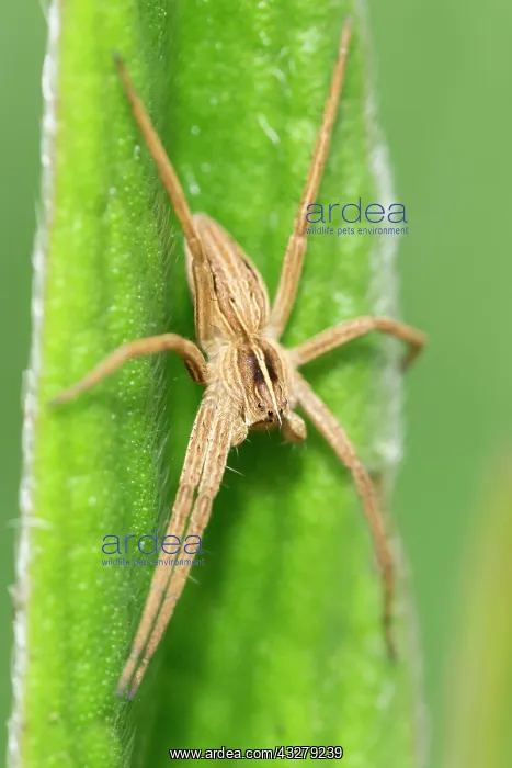  : Nursery web spider