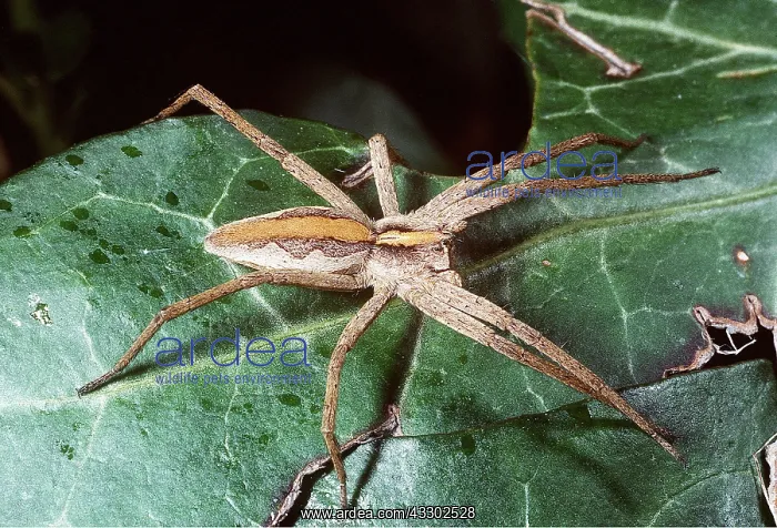 : NURSERY-WEB SPIDER : NURSERY-WEB SPIDER