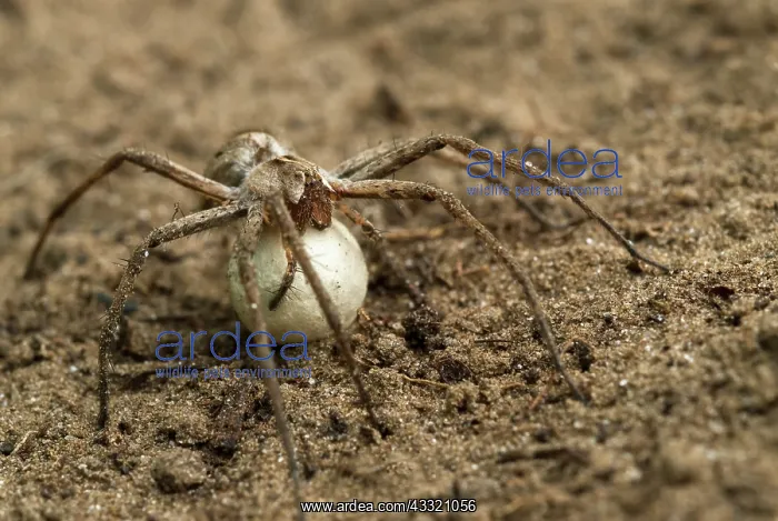: Nursery Web Spider : Nursery Web Spider