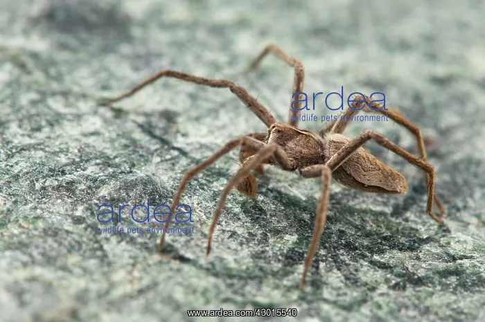  : Nursery Web Spider adult male