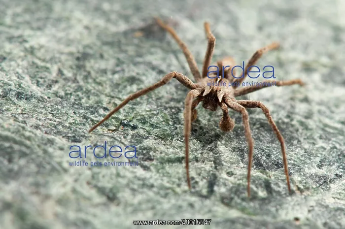  : Nursery Web Spider adult male