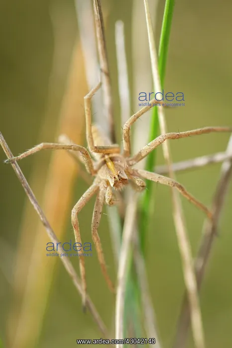 : Nursery Web Spider adult male in grass : Nursery Web Spider adult male in grass