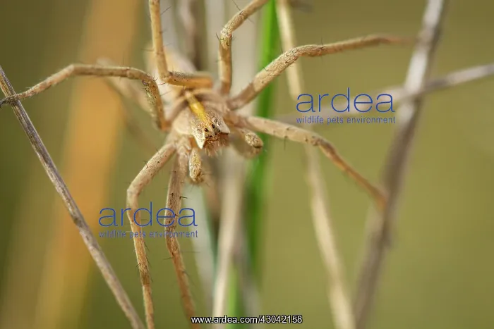 : Nursery Web Spider adult male in grass : Nursery Web Spider adult male in grass