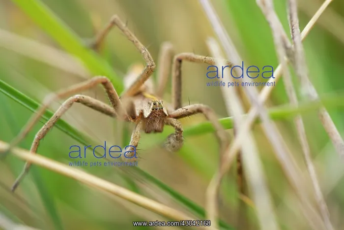 : Nursery Web Spider adult male in grass : Nursery Web Spider adult male in grass