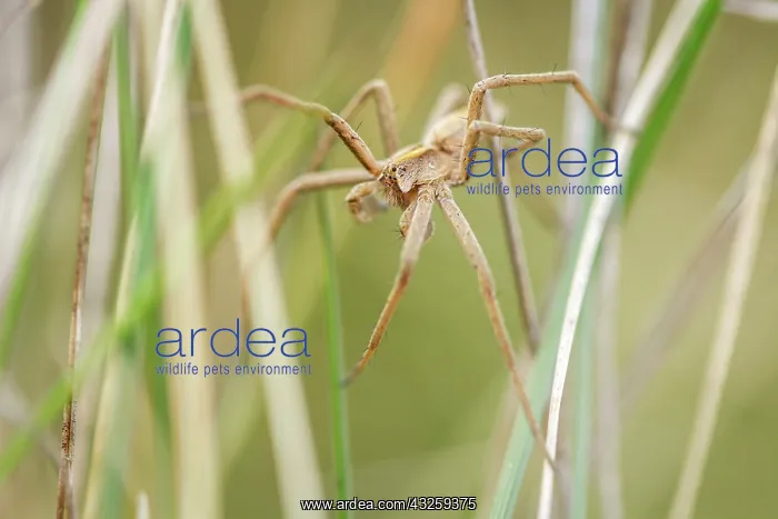 : Nursery Web Spider adult male in grass : Nursery Web Spider adult male in grass