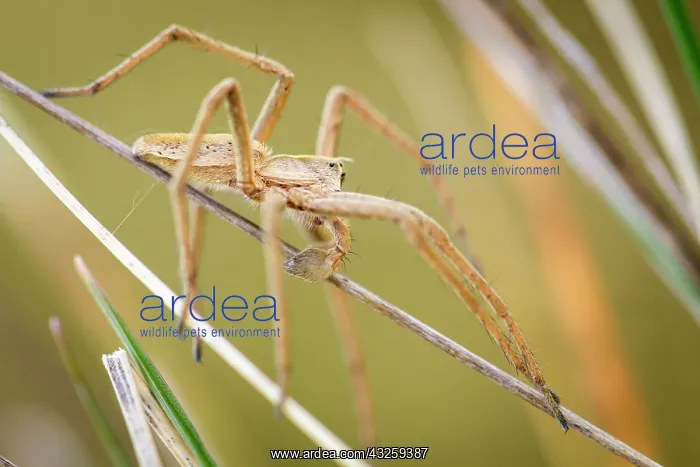 : Nursery Web Spider adult male in grass : Nursery Web Spider adult male in grass